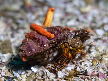 Bering Hermit Crab