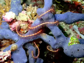 sea fan brittle star