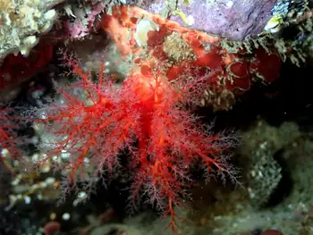 Red Creeping Pedal Sea Cucumber