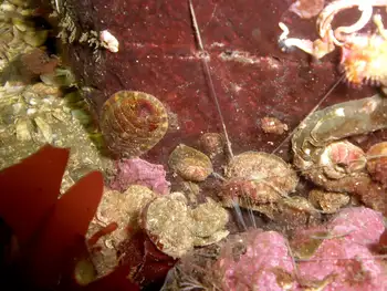 Chitons and Curlyhead Spaghetti Worm