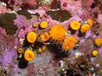 Orange Cup Coral