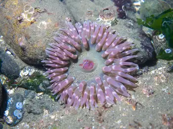 stubby rose anemone