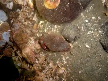 Juvenile Red Rock Crab