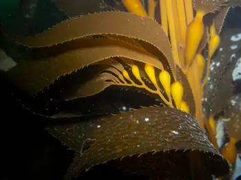 Giant Kelp