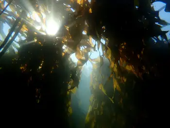 Bull Kelp