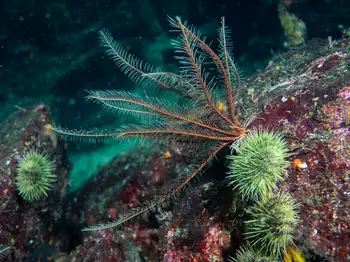 Northwest Feather Star