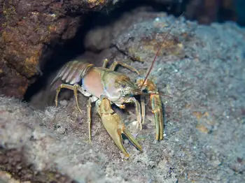 Signal Crawdad