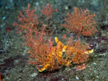 Dwarf Red Gorgonian