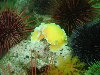 Orange Peel Nudibranch