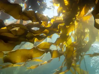 Bull Kelp