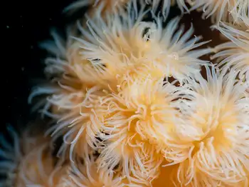 Metridium Anemones