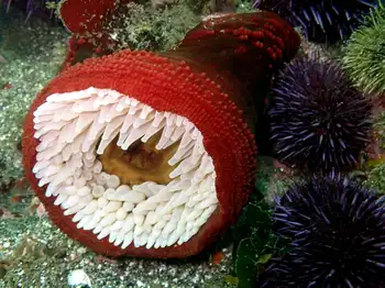 Fish Eating Anemone