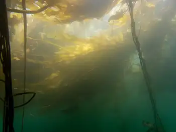 Bull Kelp