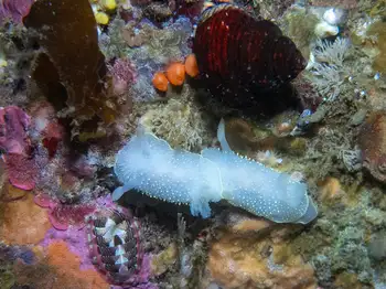 hairy horned dorid