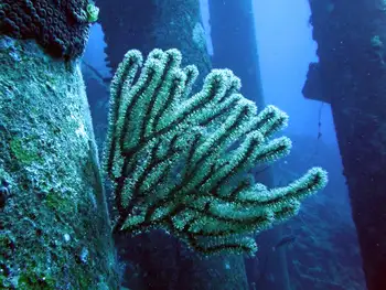 Darwini Coral