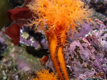 Red Sea Cucumber