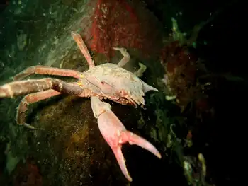 Northern Kelp Crab