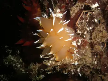 Golden Dirona Nudibranch