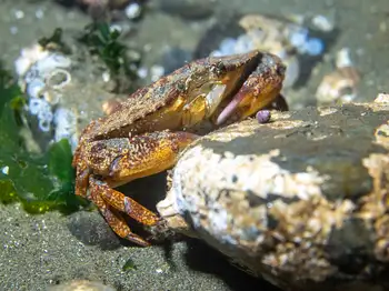 brown rock crab