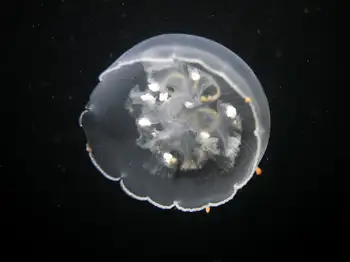 Moon Jelly