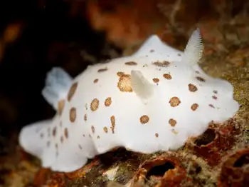 leopard nudibranch