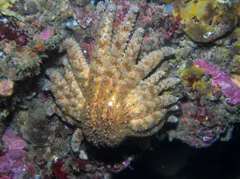 Sunflower Star