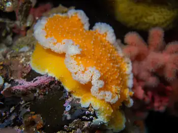 Orange Peel Nudibranch