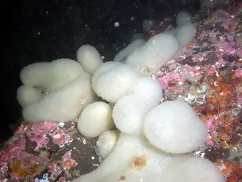 Lobed Compound Tunicate