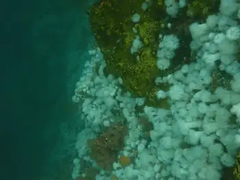 Dive Site