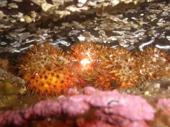 Spiny Lithoid Crab
