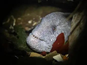 Wolf Eel
