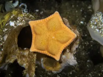 Star