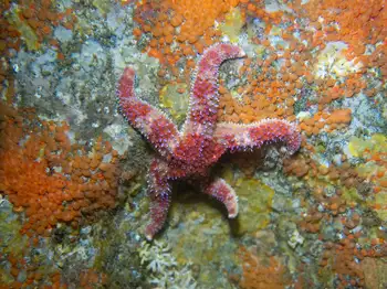 Rainbow Star