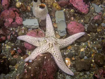 Giant Pink Star