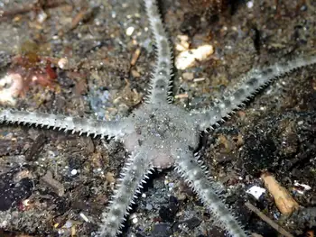 gray brittle star