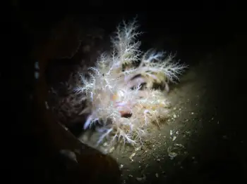 pale sea cucumber