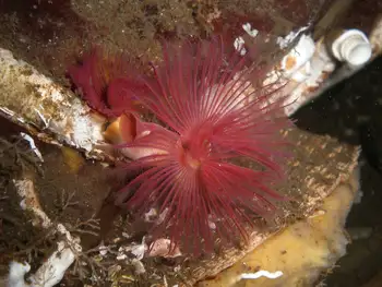 Red Trumpet Calcareous Tube Worm