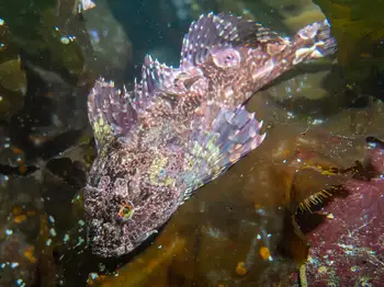Cabezon Sculpin