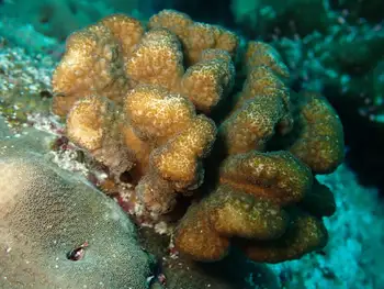 pocillopora coral