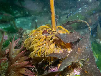 Bull Kelp
