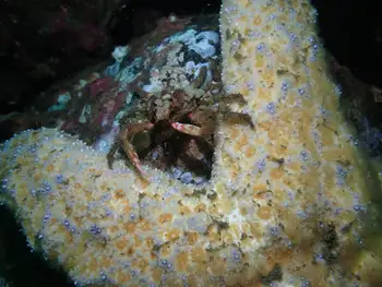 Moss Crab and Mottled Star