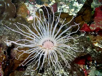 tube dwelling anemone