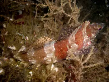 Painted Greenling and Muff Hydroids