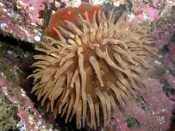 Painted Anemone