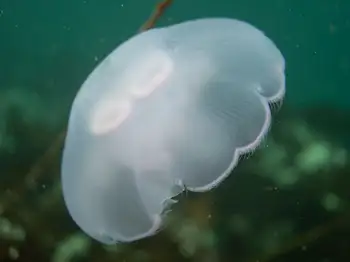 Water Jelly