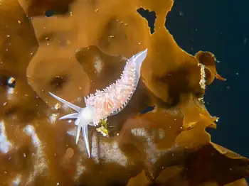 Red Gilled Nudibranch