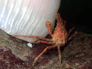 Longhorn Decorator Crab