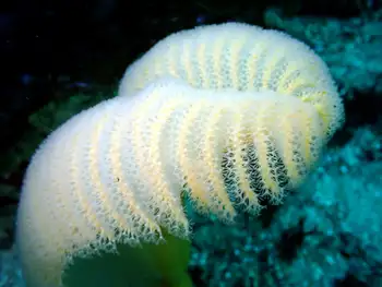 Ptilosarcus gurneyi Sea Pen