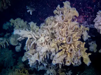Cloud Sponges