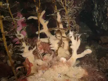 Kelp and California Sea Pork Tunicate